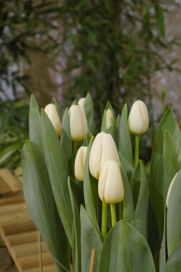 macro fleurs: macro fleurs 011